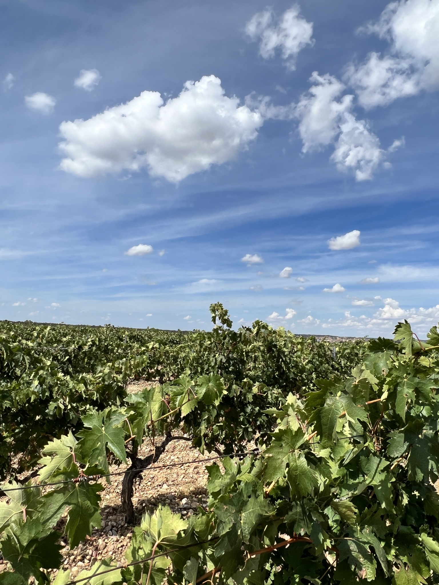 Valientevino-ValSotillo-wijgaard